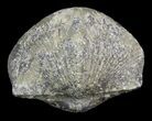 Pyrite Replaced Brachiopod (Paraspirifer) - Ohio #42840-1